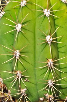 Close up of a cactus with big spikes