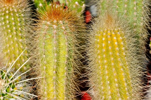 Group of Cactus with big spikes