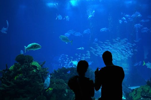Couple visiting a big aquarium 