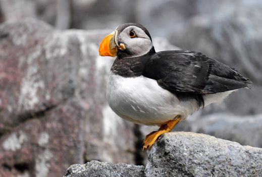 The Atlantic Puffin (Fratercula arctica) is a seabird species in the auk family. It is a pelagic bird that feeds primarily by diving for fish, but also eats other sea creatures, such as squid and crustaceans.