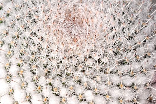 Closeup of an Old Man Cactus top