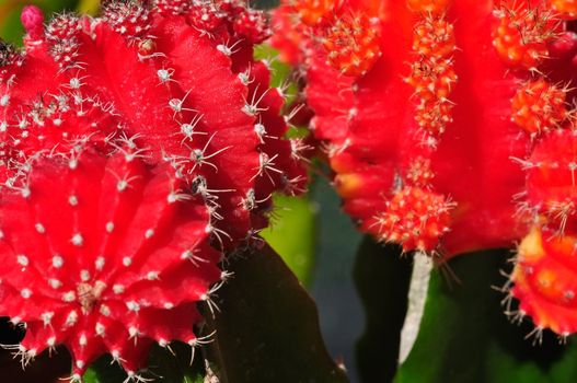 Close up of a red cactus with spikes