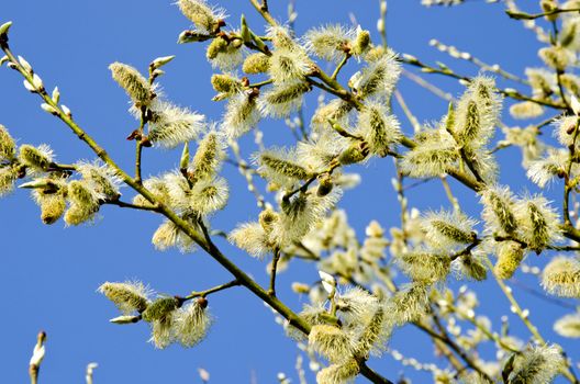 kittens in spring blooming tree branch blue sky.