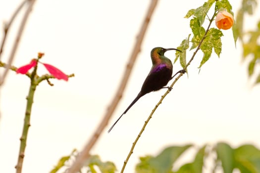 A beautiful multi colored bird looking into a flower