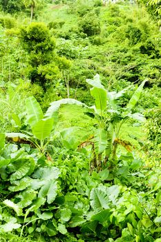 inland of Grenada, Caribbean