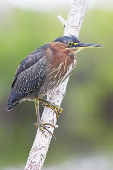 fauna of Everglades National Park, Florida, USA
