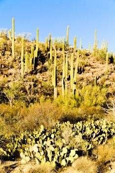Saguaro National Park, Arizona, USA