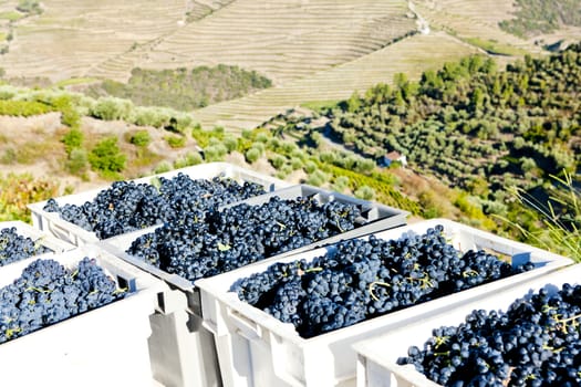 wine harvest, Douro Valley, Portugal