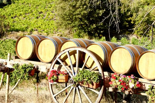 vineyard with barrels, Villeneuve-les-Corbieres, Languedoc-Roussillon, France