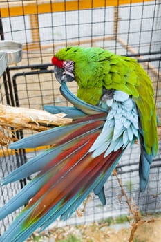 parrot Ara Military (Ara militaris mexicana) in the cage