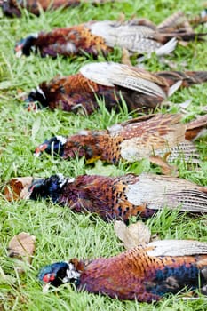 excludes of caught pheasants