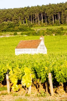 vineyards near Gevrey-Chambertin, Cote de Nuits, Burgundy, France