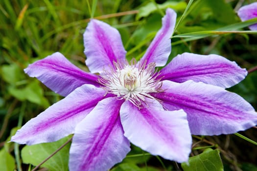 detail of flower