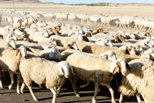sheep herd, Castile and Leon, Spain