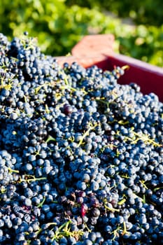 wine harvest in Fitou appellation, Languedoc-Roussillon, France