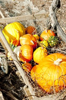 still life of pumpkins