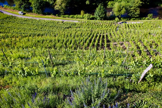 grand cru vineyard, Thann, Alsace, France