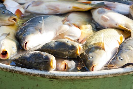 fish in vat during harvesting pond