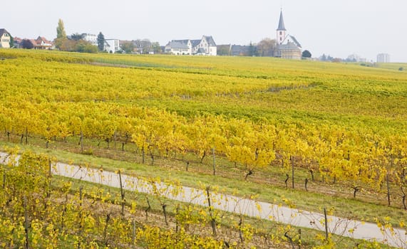 Hochheim, Rheingau, Germany