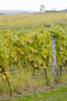 vineyard near Hnanice, Znojmo Region, Czech Republic
