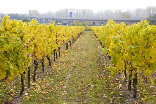 vineyard, Hochheim, Rheingau, Germany
