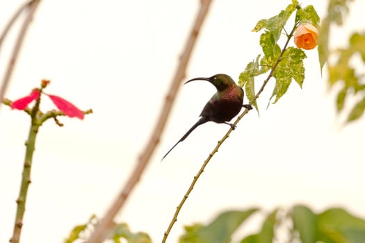 A beautiful multi colored bird looking into a flower