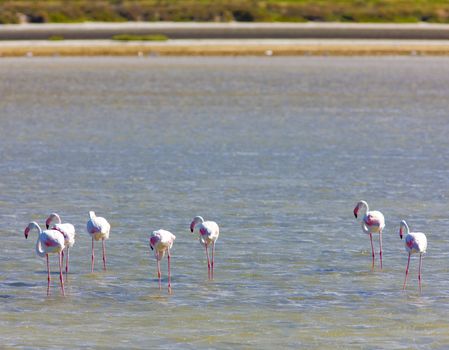 flamingos, Parc Regional de Camargue, Provence, France