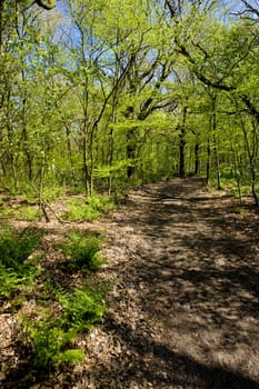 forest near Mirns, Friesland, Netherlands