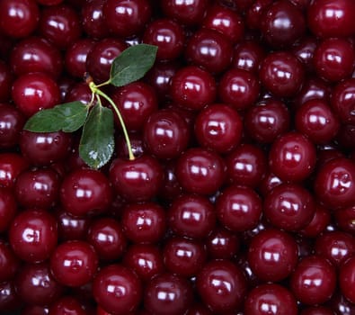Wet ripe red cherries can use as background 