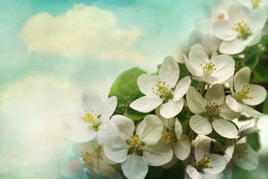 Spring apple blossoms on soft blue background
