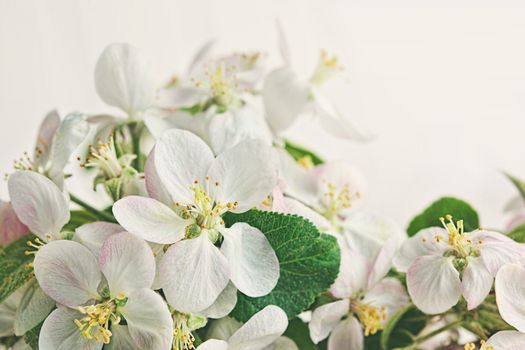 Apple blossoms on soft white background