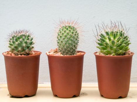 Three small cactus plant in Brown plastic pots on shelf