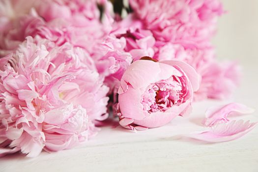 Beautiful pink peony flowers on wood surface