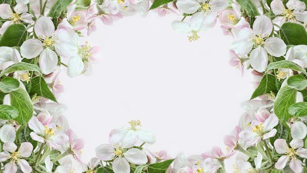 Spring apple blossom borders on pink background