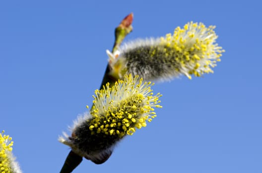 spring sallow blossoms and blue sky