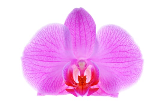 Close-up pink orchid on white background