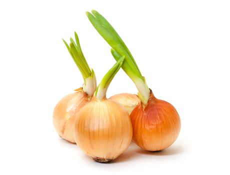 Sprouting Bulb Onions on white background