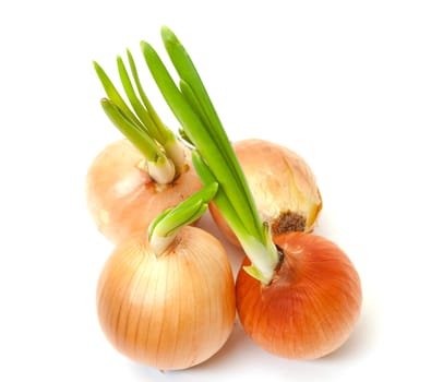 Sprouting Bulb Onions on white background