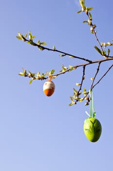 apple tree branches grow in spring and easter eggs hanging on background of blue sky.