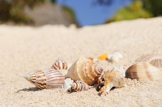 sea shells with sand as background