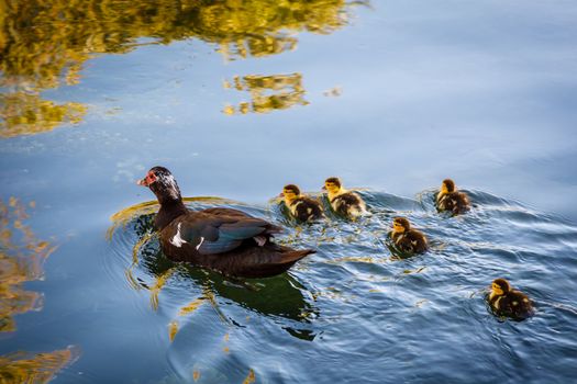 Duck and Baby Ducklings in the Water, Split, Croatia