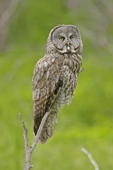 Great Gray Owl (Strix nebulosa)