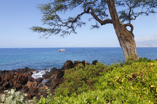 Tropical Tropica coast with large tree, ocean and island