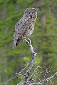 Great Gray Owl (Strix nebulosa)