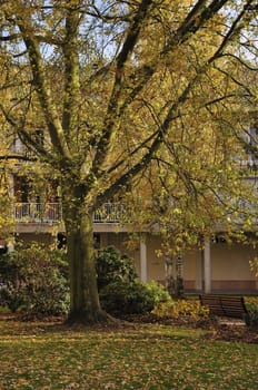 Autumn in city, tree, bench, silence and calm nature.