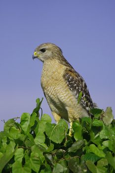 Red-shouldered Hawk (Buteo lineatus)