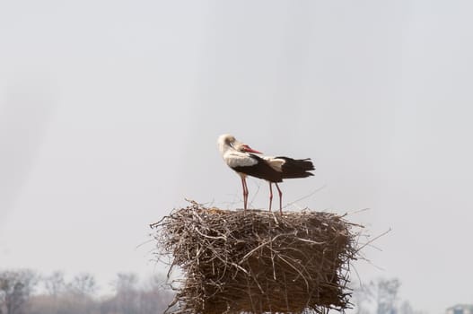 Stork