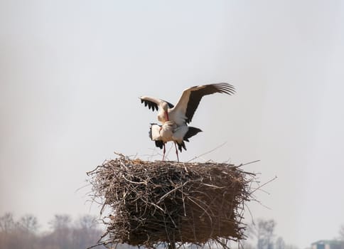 Stork