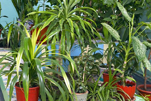 many house plants in pots in the background