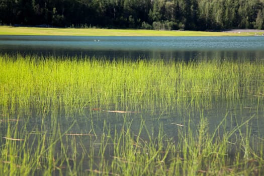 Reeds sprouting in clear waters of Alaskan lake